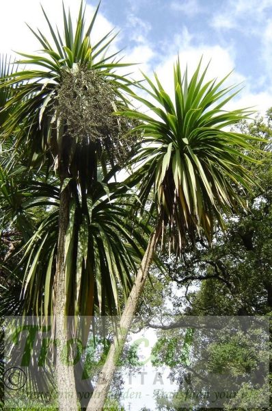 Cordyline australis