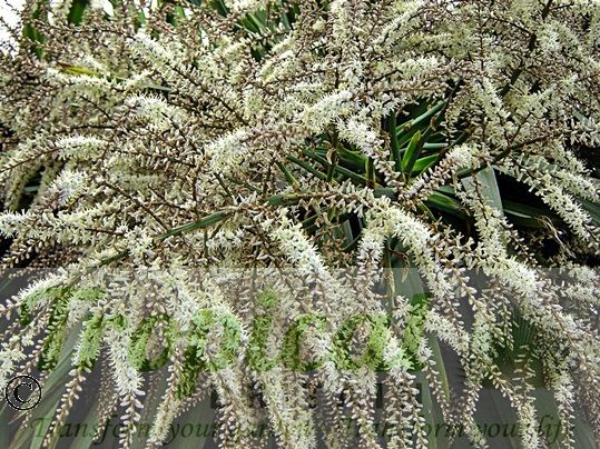 Cordyline australis - highly fragrant flowers