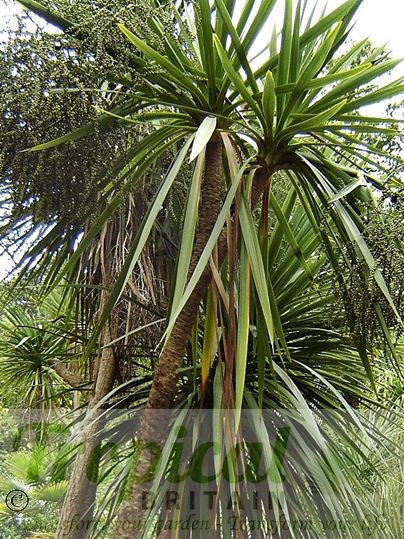 Cordyline australis