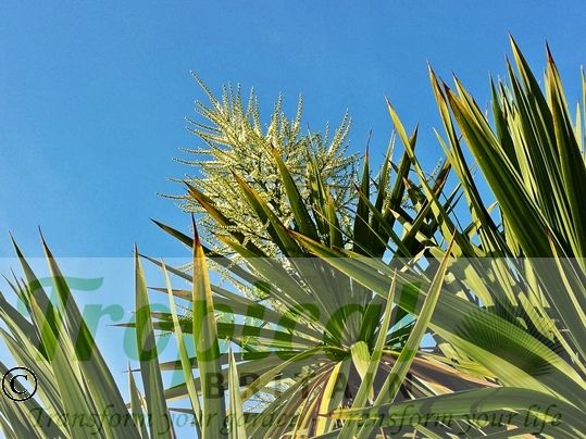 Cordyline australis - flower panicle