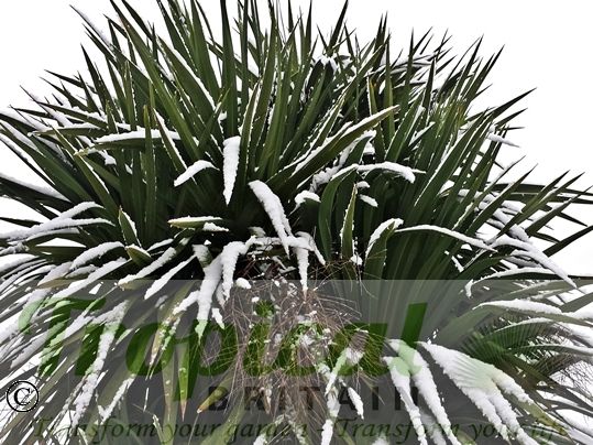 Cordyline australis in the snow