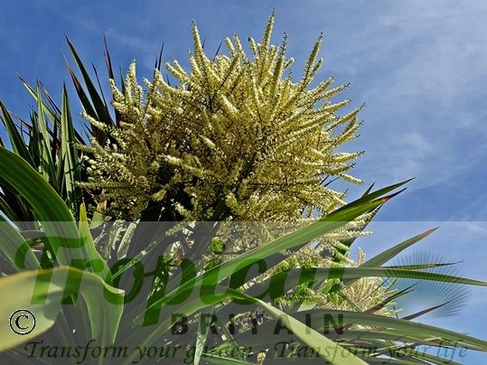 Cordyline australis