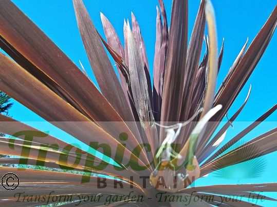 Cordyline australis 'Purpurea'
