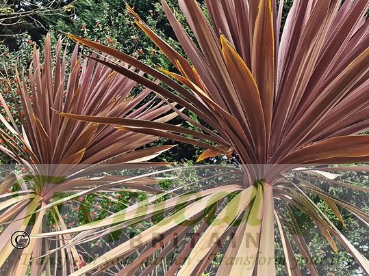 Cordyline australis 'Purpurea'