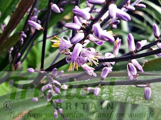 Cordyline stricta