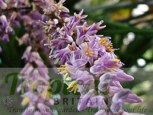 Cordyline stricta
