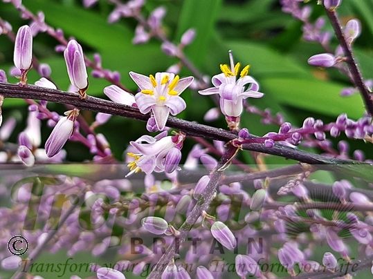 Cordyline stricta