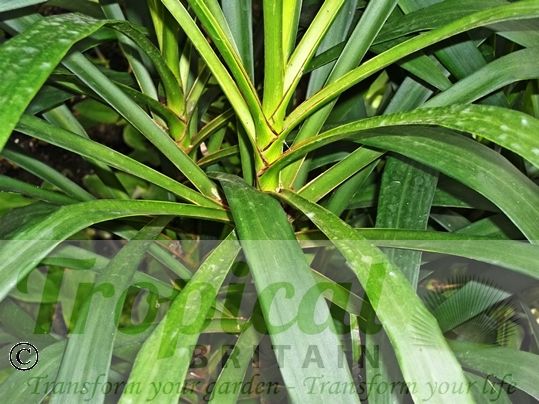 Cordyline stricta