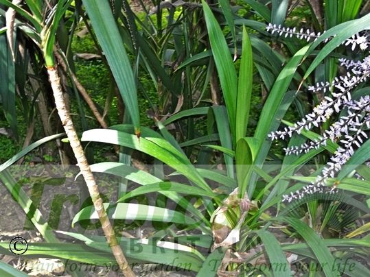 Cordyline stricta