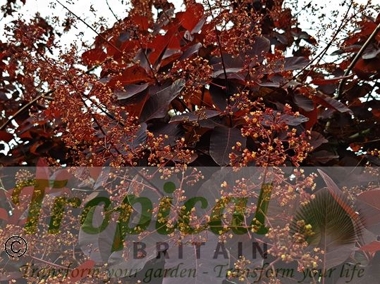 Cotinus coggygria 'Royal Purple' - flowers just forming