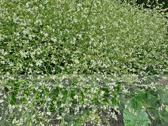 Crambe cordifolia