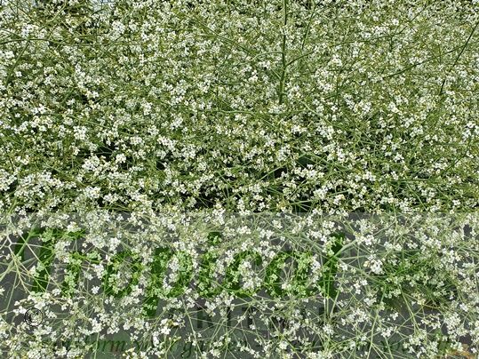 Crambe cordifolia