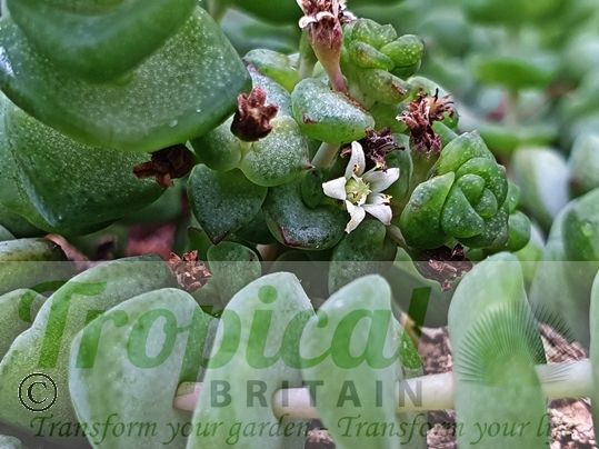 Crassula rupestris subsp. marnieriana