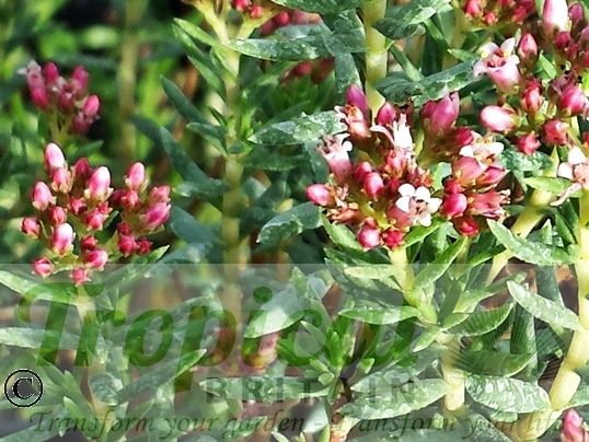 Crassula sarcocaulis