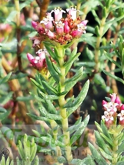 Crassula sarcocaulis
