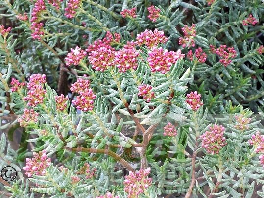 Crassula sarcocaulis