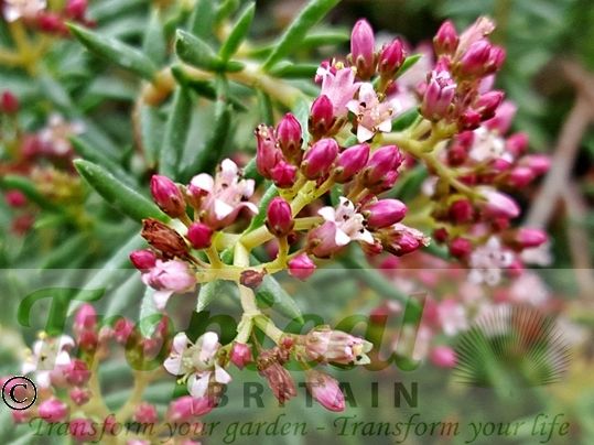 Crassula sarcocaulis 