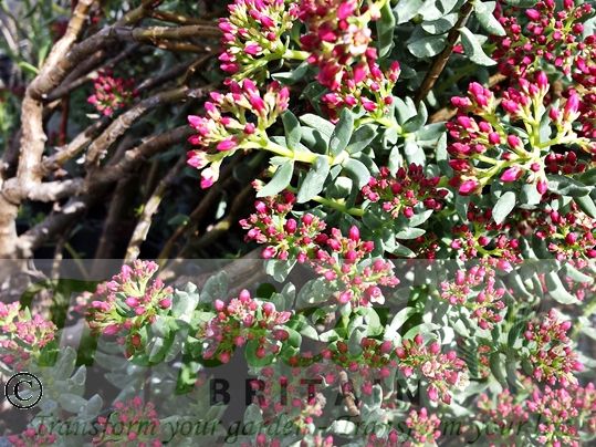 Crassula sarcocaulis - Wideleaf form