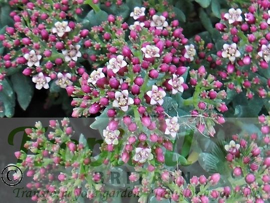 Crassula sarcocaulis - Wideleaf form