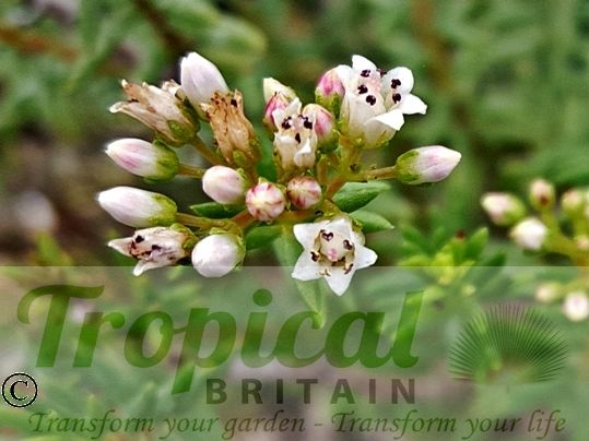 Crassula sarcocaulis 'Alba'