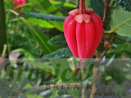 Crinodendron hookerianum