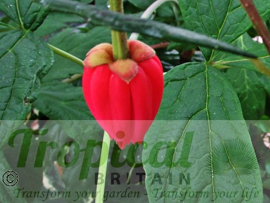 Crinodendron hookerianum