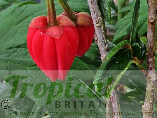 Crinodendron hookerianum
