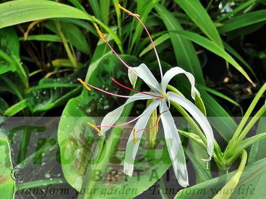 Crinum amoenum