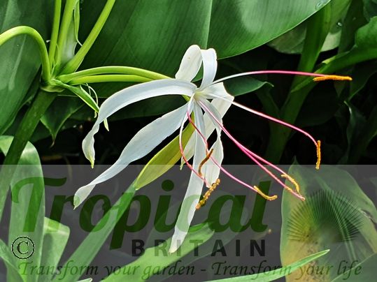 Crinum amoenum