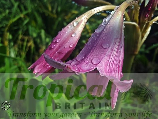 Crinum x powellii