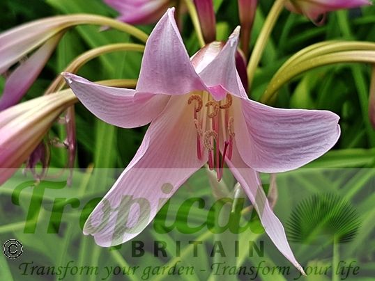 Crinum x powellii