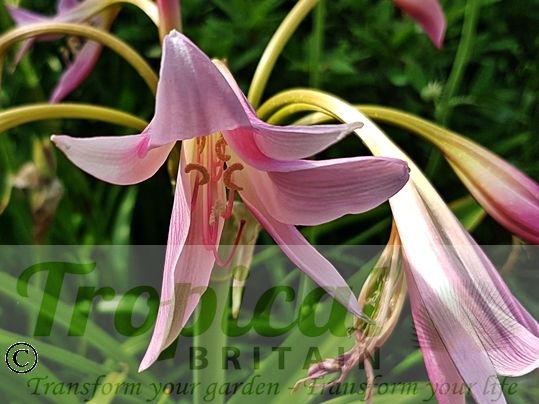 Crinum x powellii