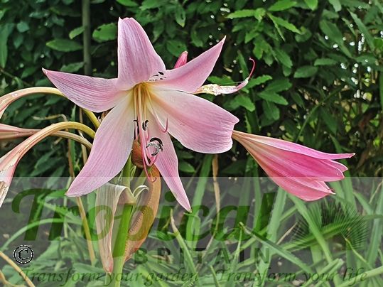 Crinum x powellii