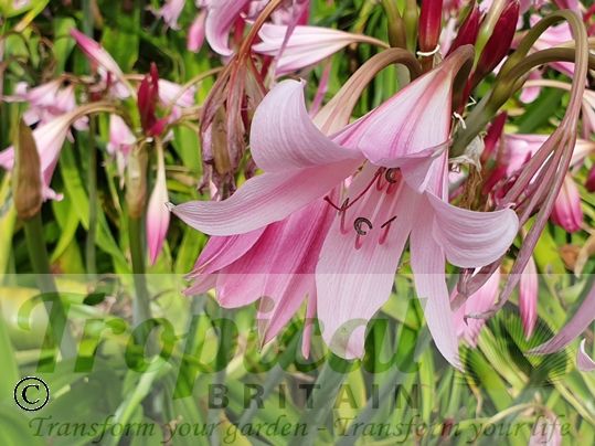 Crinum x powellii