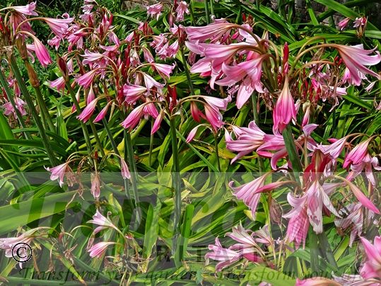 Crinum x powellii