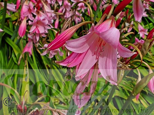 Crinum x powellii