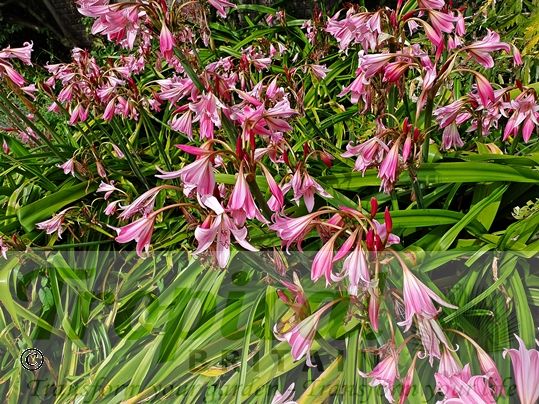 Crinum x powellii
