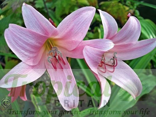 Crinum x powellii