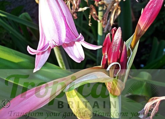 Crinum x powellii