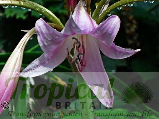 Crinum x powellii