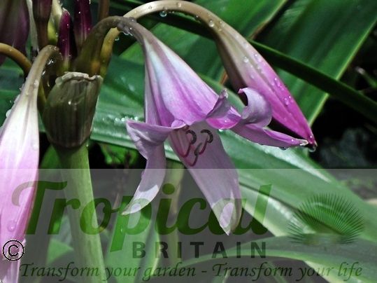 Crinum x powellii