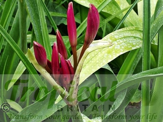 Crinum x powellii