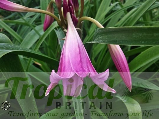 Crinum x powellii