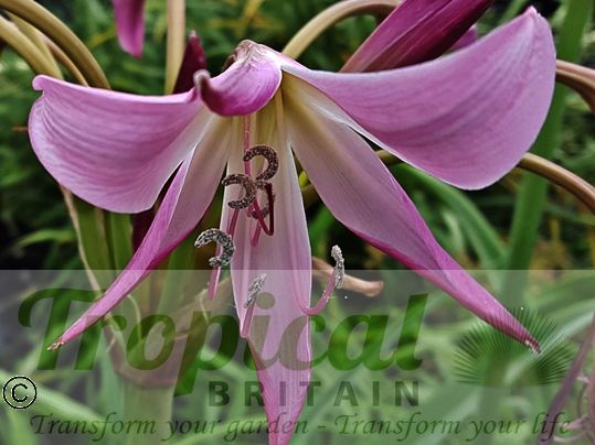 Crinum x powellii