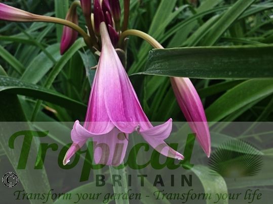 Crinum x powellii