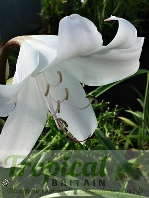 Crinum x powellii 'Album'