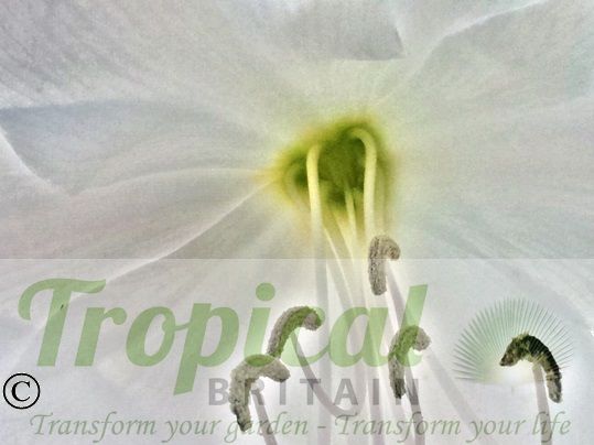 Crinum x powellii 'Album'