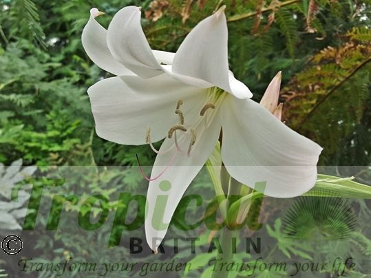 Crinum x powellii 'Album'