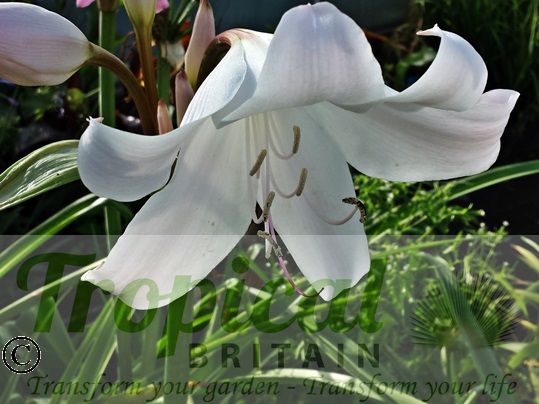 Crinum x powellii 'Album'