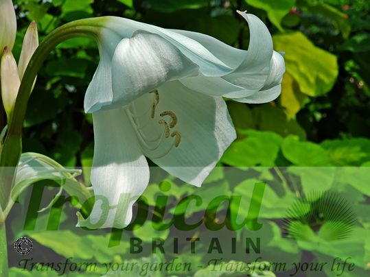 Crinum x powellii 'Album'